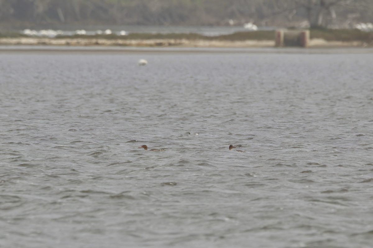 Red-breasted Merganser - ML621084774