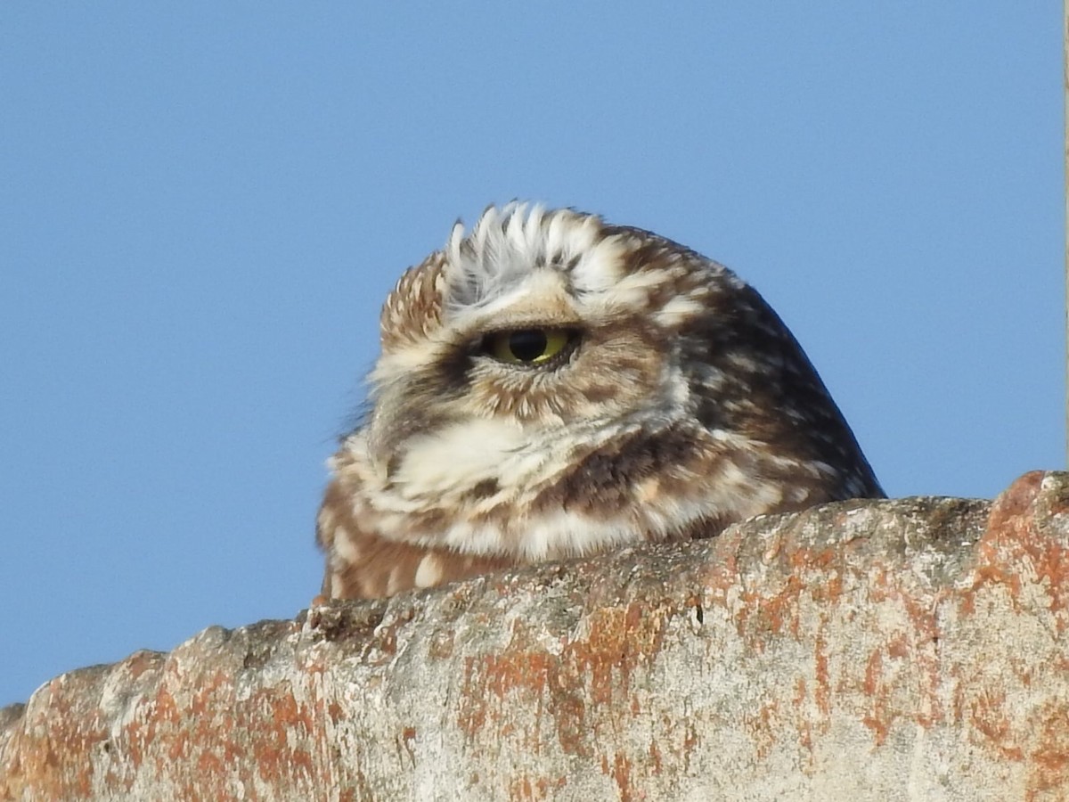 Burrowing Owl - ML621084820