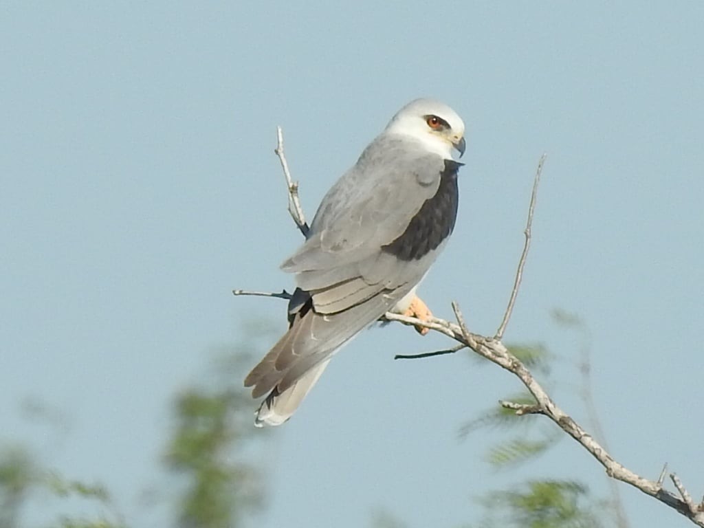 White-tailed Kite - ML621084833