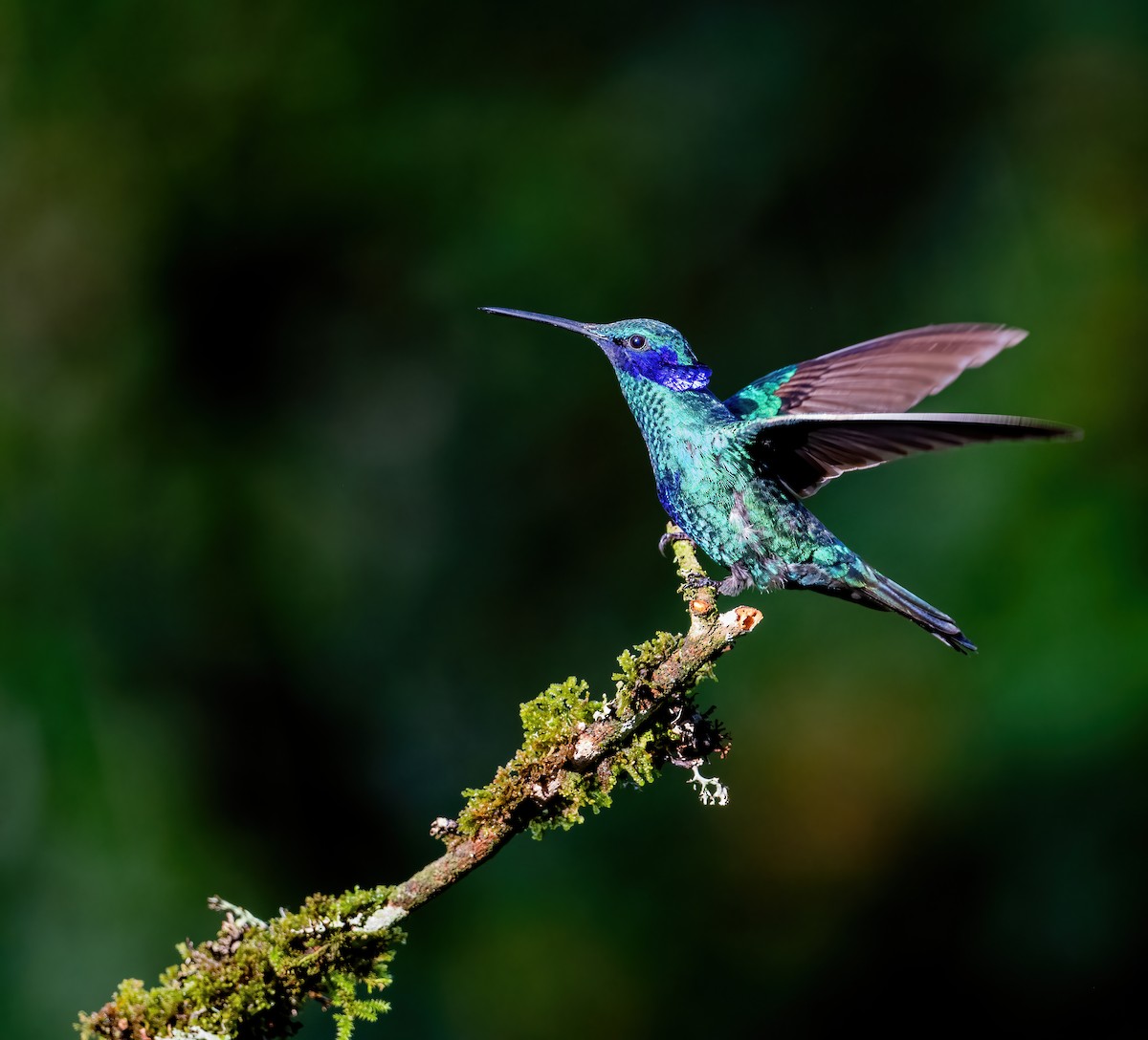 kolibřík modrolící - ML621084850