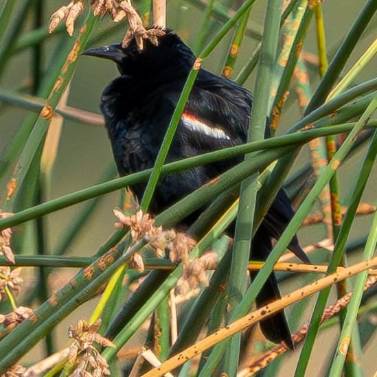 Tricolored Blackbird - ML621084859