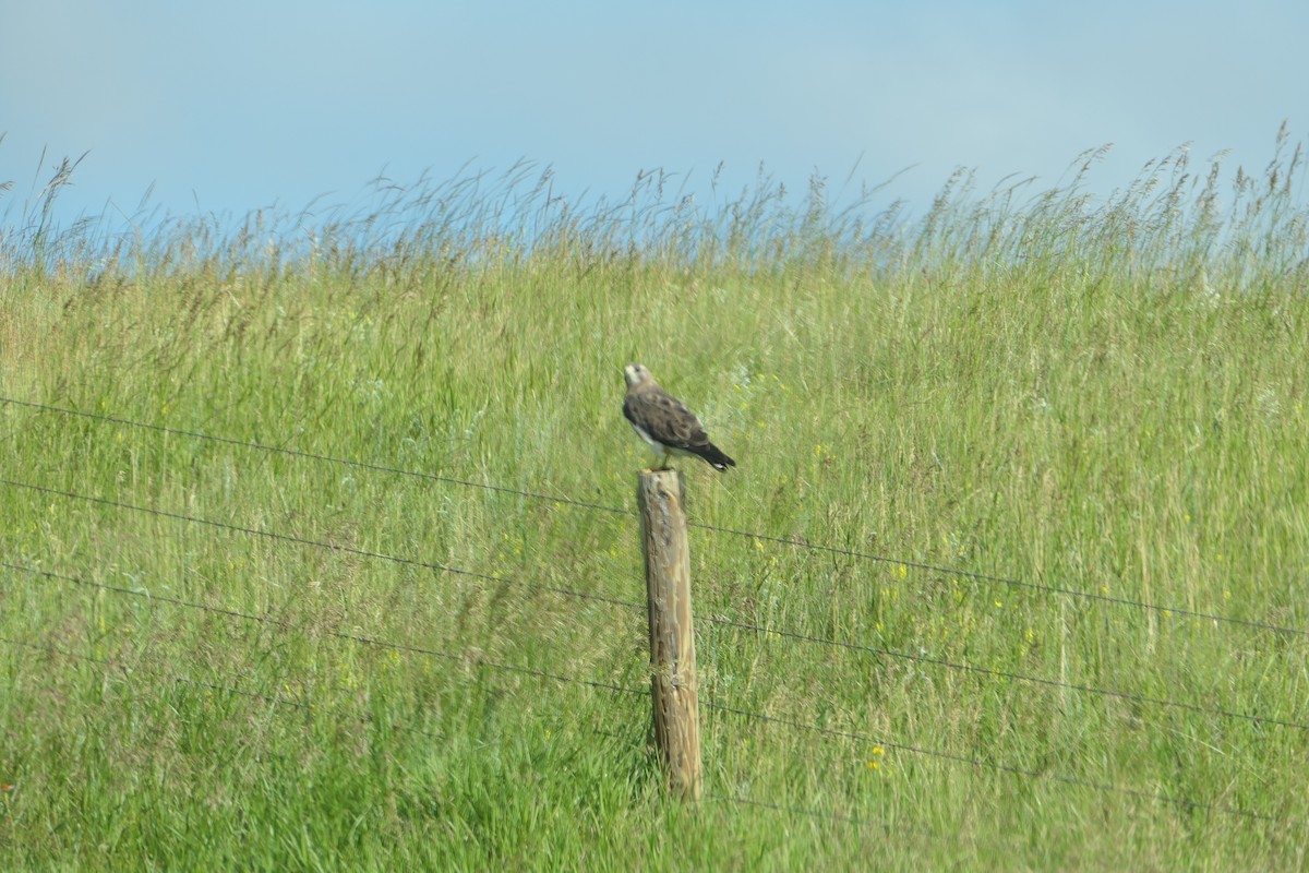 Swainson's Hawk - ML621084967