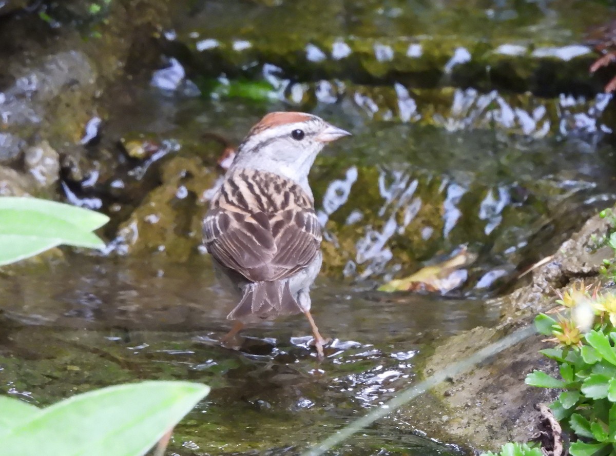 Chipping Sparrow - ML621084979