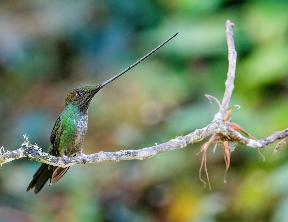 Sword-billed Hummingbird - ML621084985