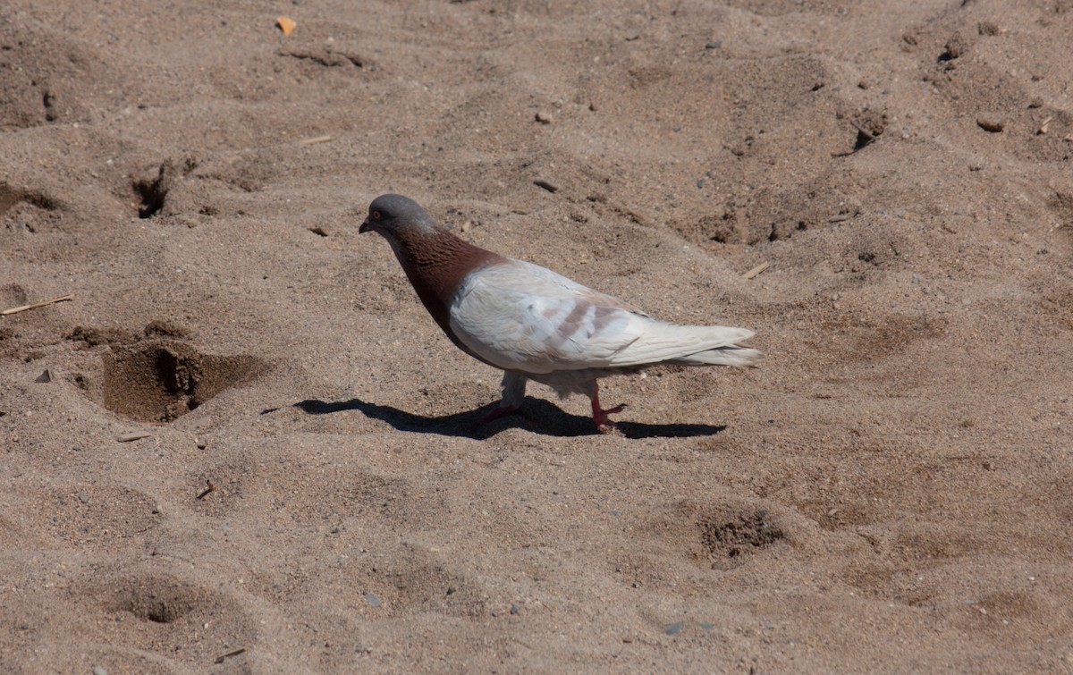 Rock Pigeon (Feral Pigeon) - ML621084989