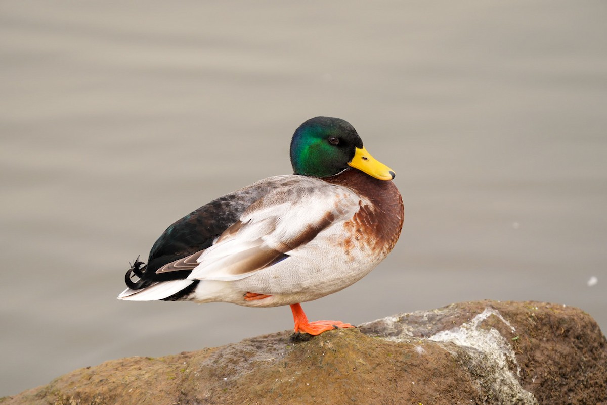 Muscovy Duck (Domestic type) - ML621084993