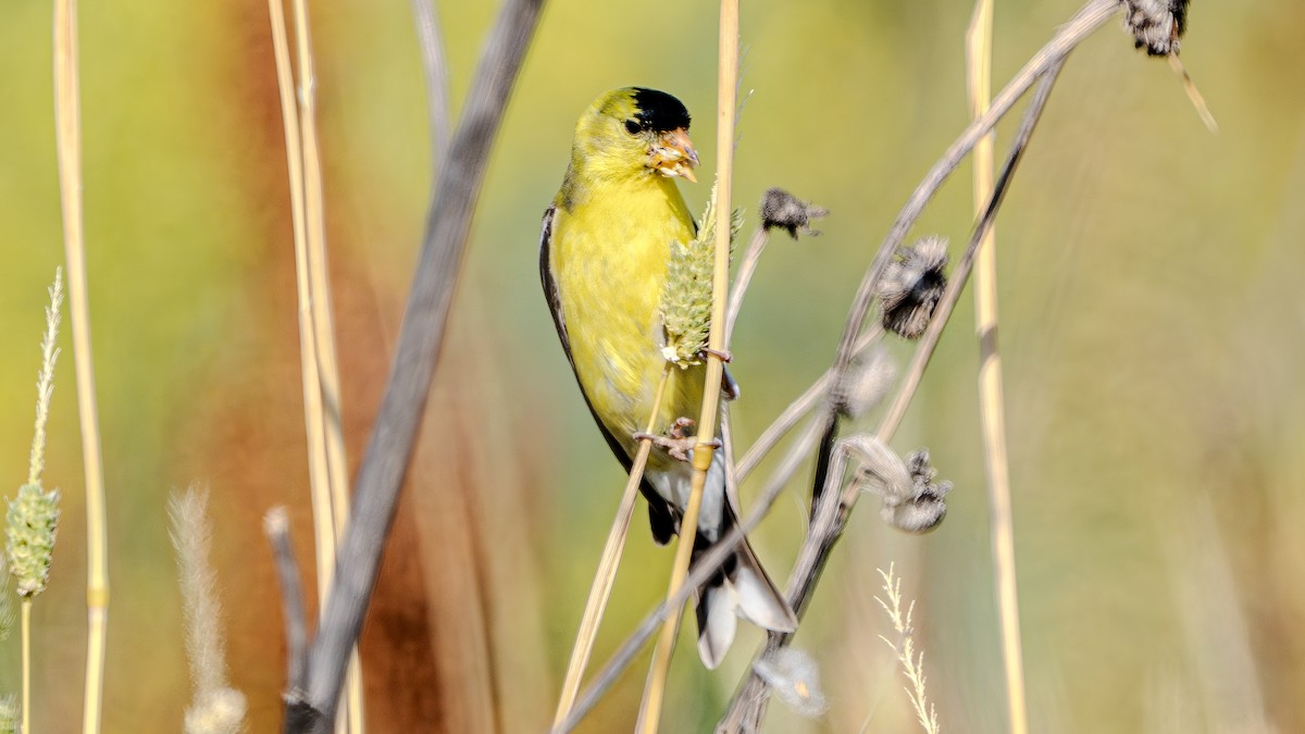 American Goldfinch - ML621085018