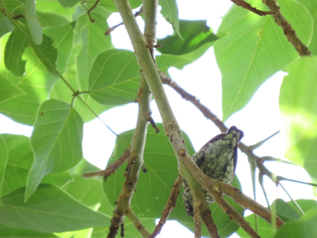 Scaled Piculet - ML621085035