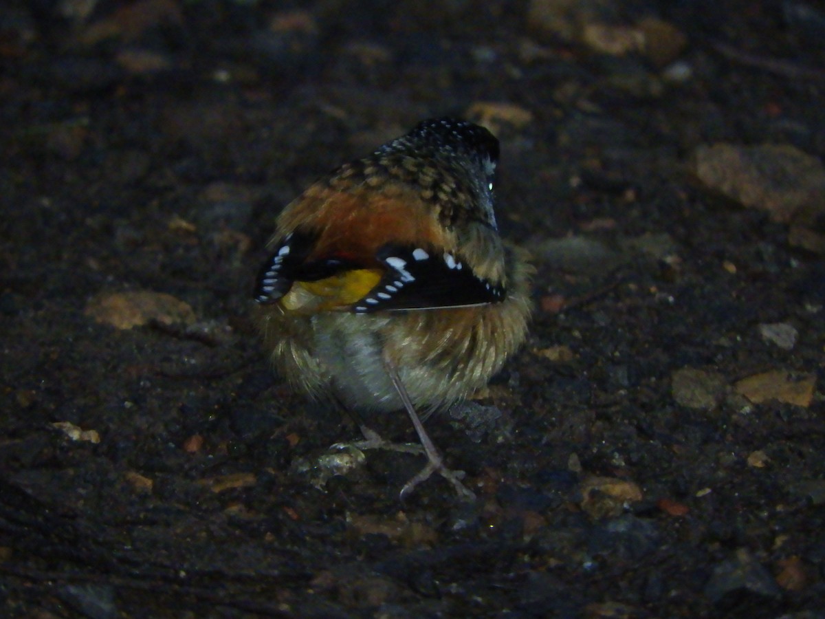 Spotted Pardalote - ML621085081