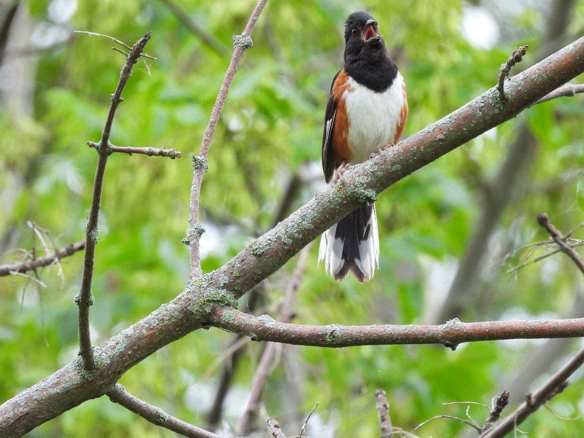 Eastern Towhee - ML621085110