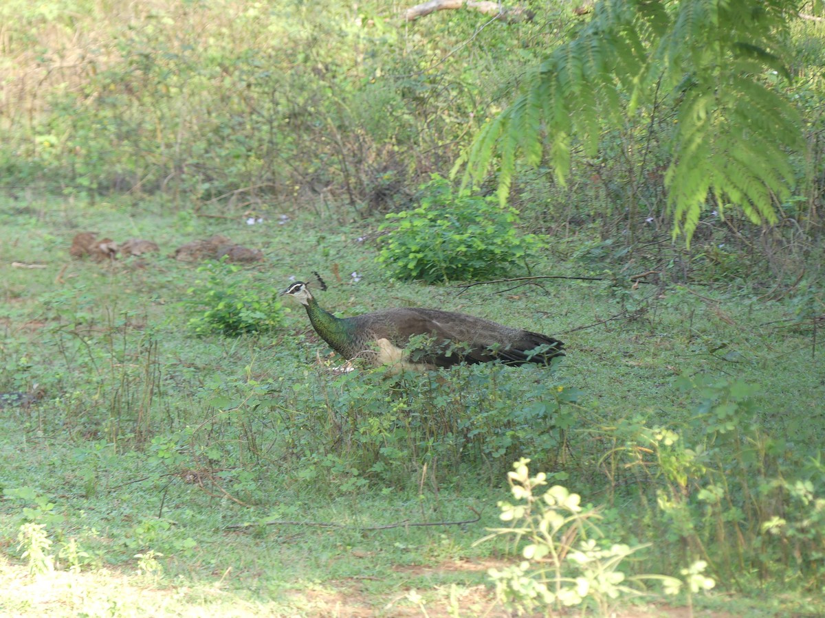 Indian Peafowl - ML621085126