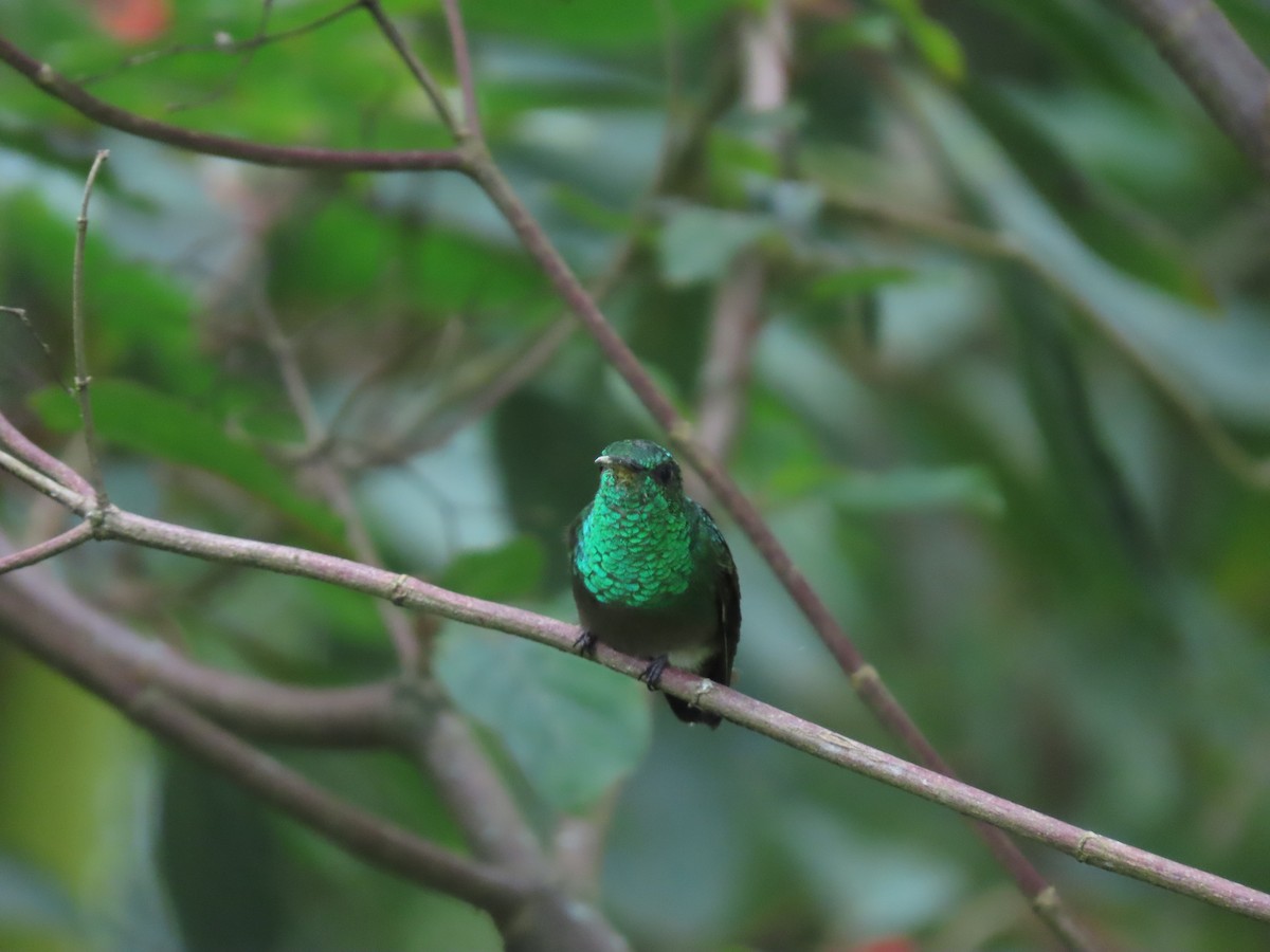 Green-bellied Hummingbird - ML621085127