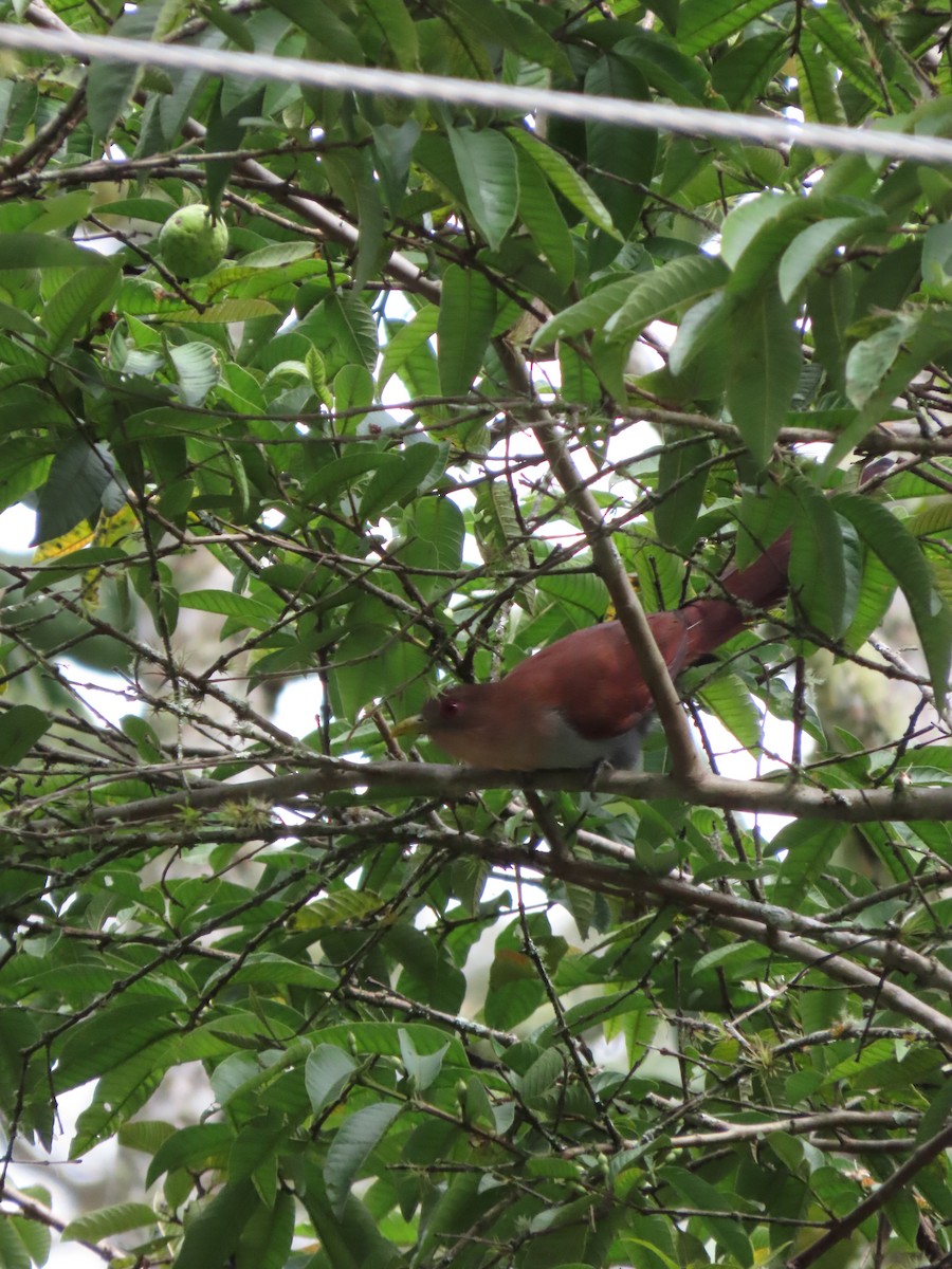 Squirrel Cuckoo - ML621085131