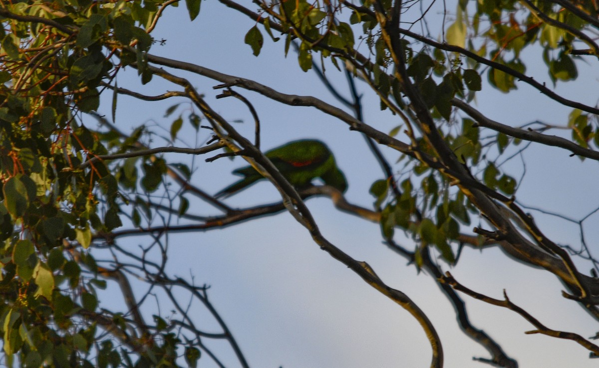 Папужець-червонокрил австралійський - ML621085132