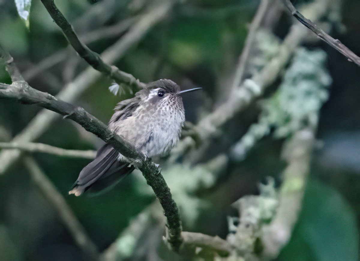 Speckled Hummingbird (maculata) - ML621085149