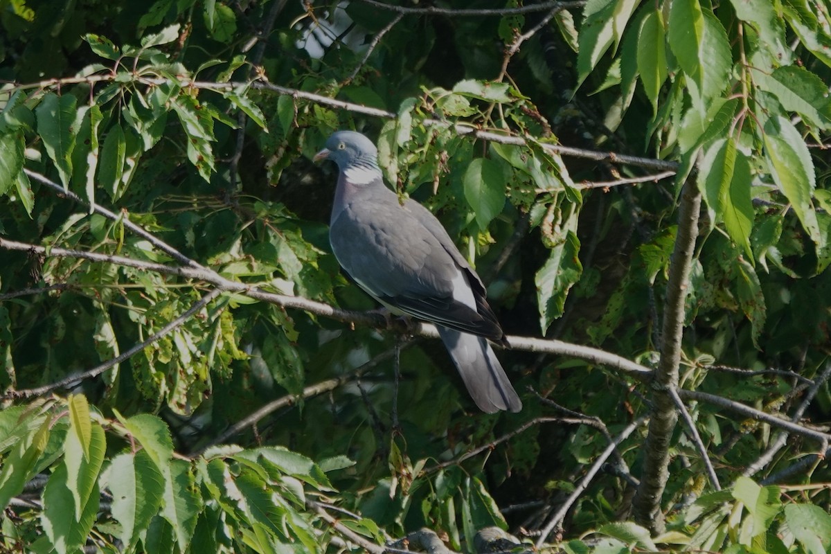 Common Wood-Pigeon - ML621085153