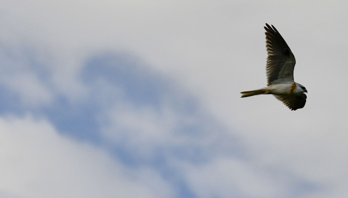 Black-shouldered Kite - ML621085185