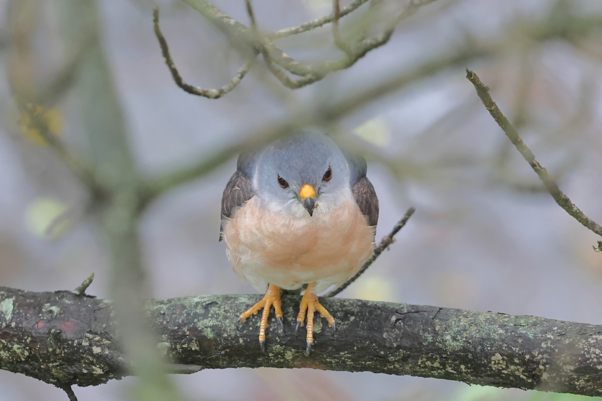 Chinese Sparrowhawk - ML621085189
