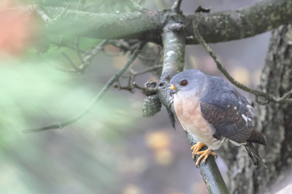 Chinese Sparrowhawk - ML621085190