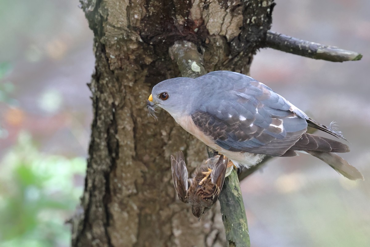 Chinese Sparrowhawk - ML621085191