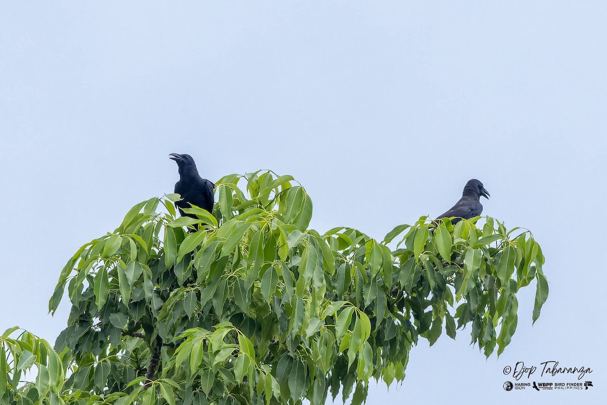 Large-billed Crow - ML621085198