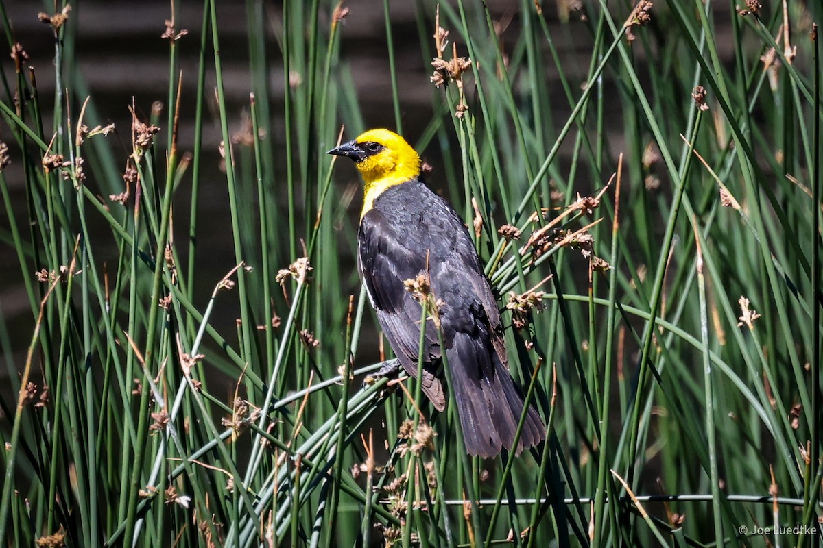 Yellow-headed Blackbird - ML621085201