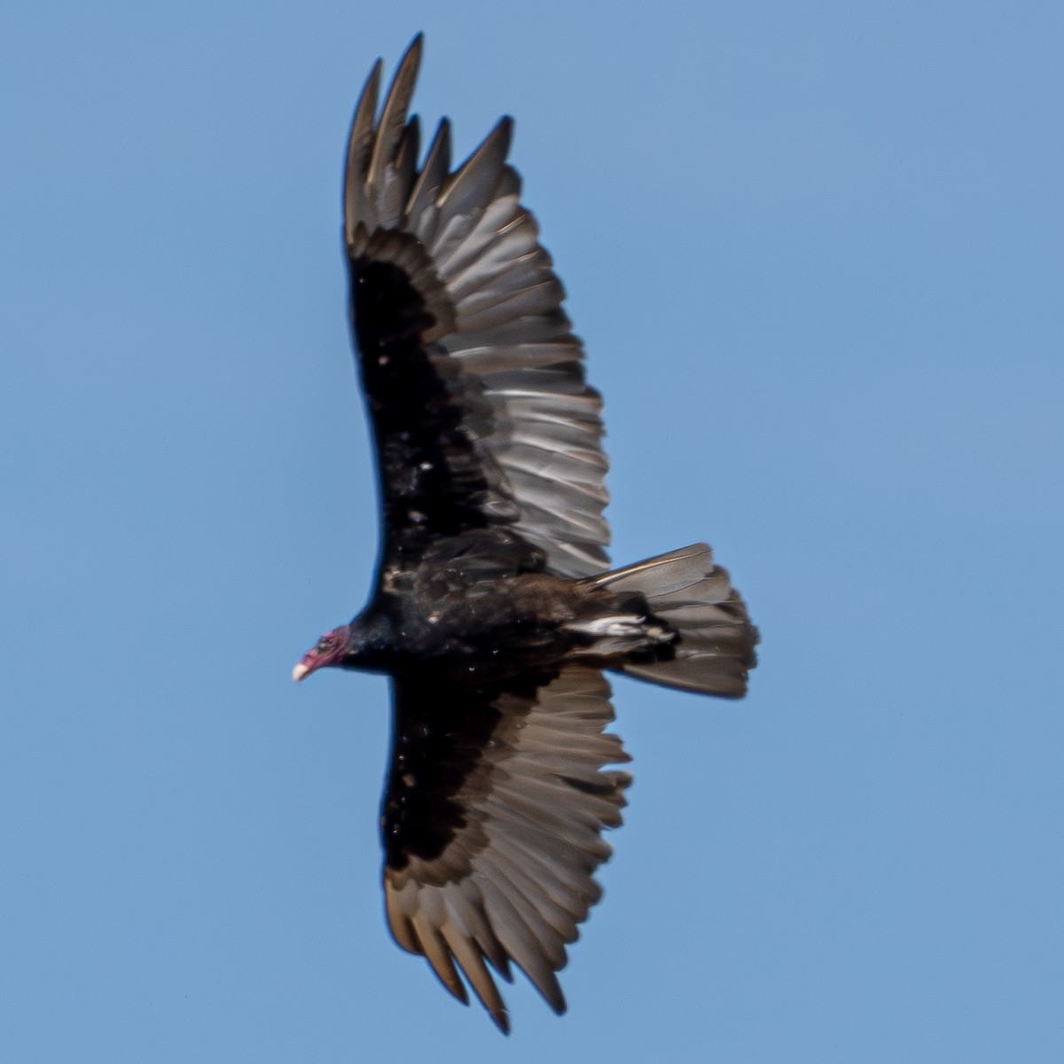 Turkey Vulture - ML621085209