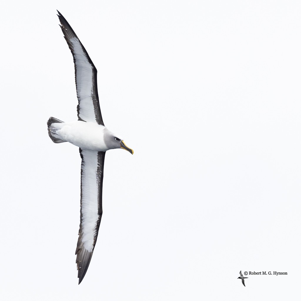 Buller's Albatross - ML621085241
