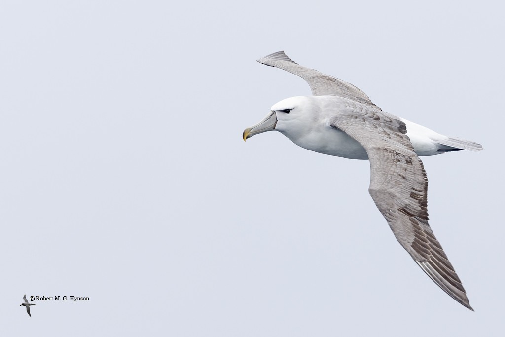 White-capped Albatross - Robert Hynson