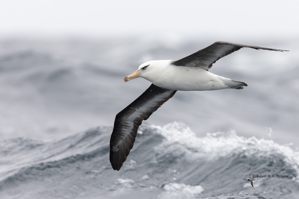 Kara Kaşlı Albatros (impavida) - ML621085252