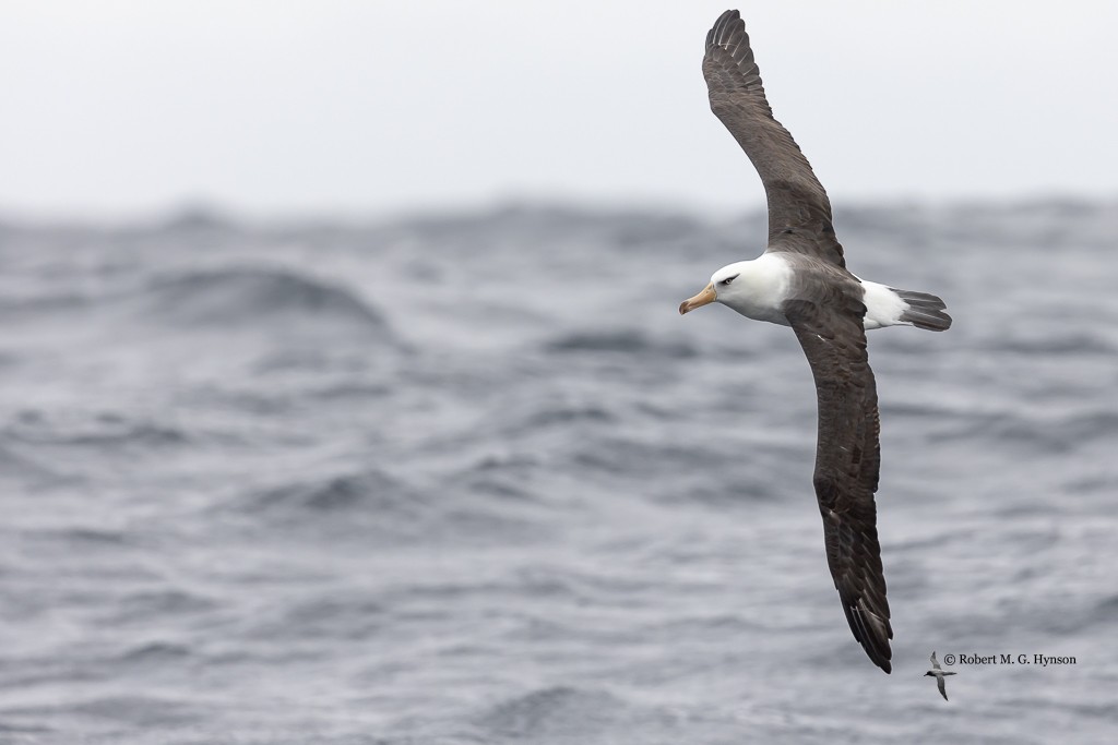 Black-browed Albatross (Campbell) - ML621085253