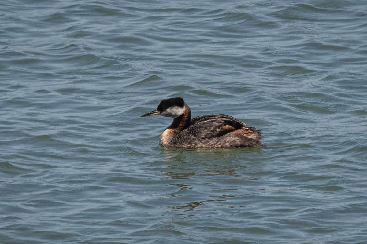 Red-necked Grebe - ML621085277