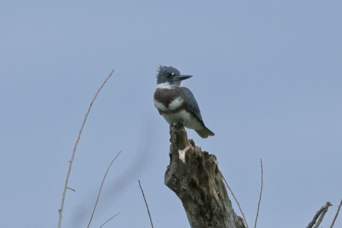 Belted Kingfisher - ML621085282