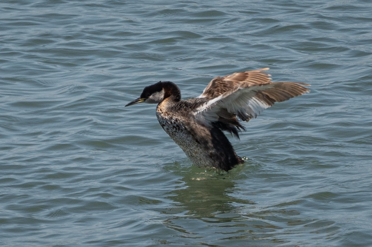 Red-necked Grebe - ML621085283