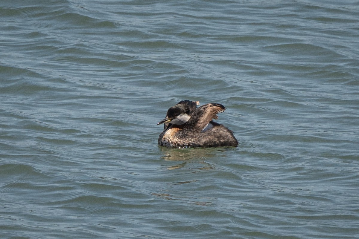 Red-necked Grebe - ML621085284
