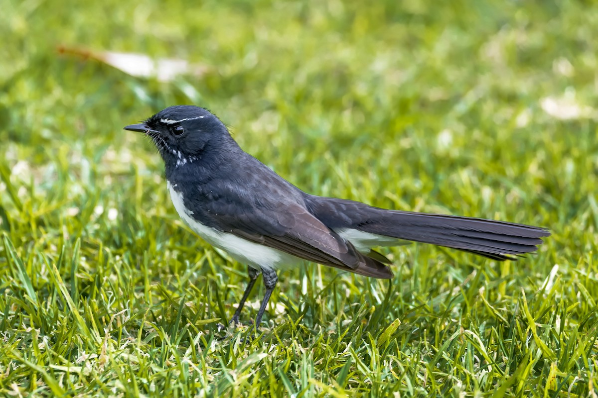 Willie-wagtail - ML621085286