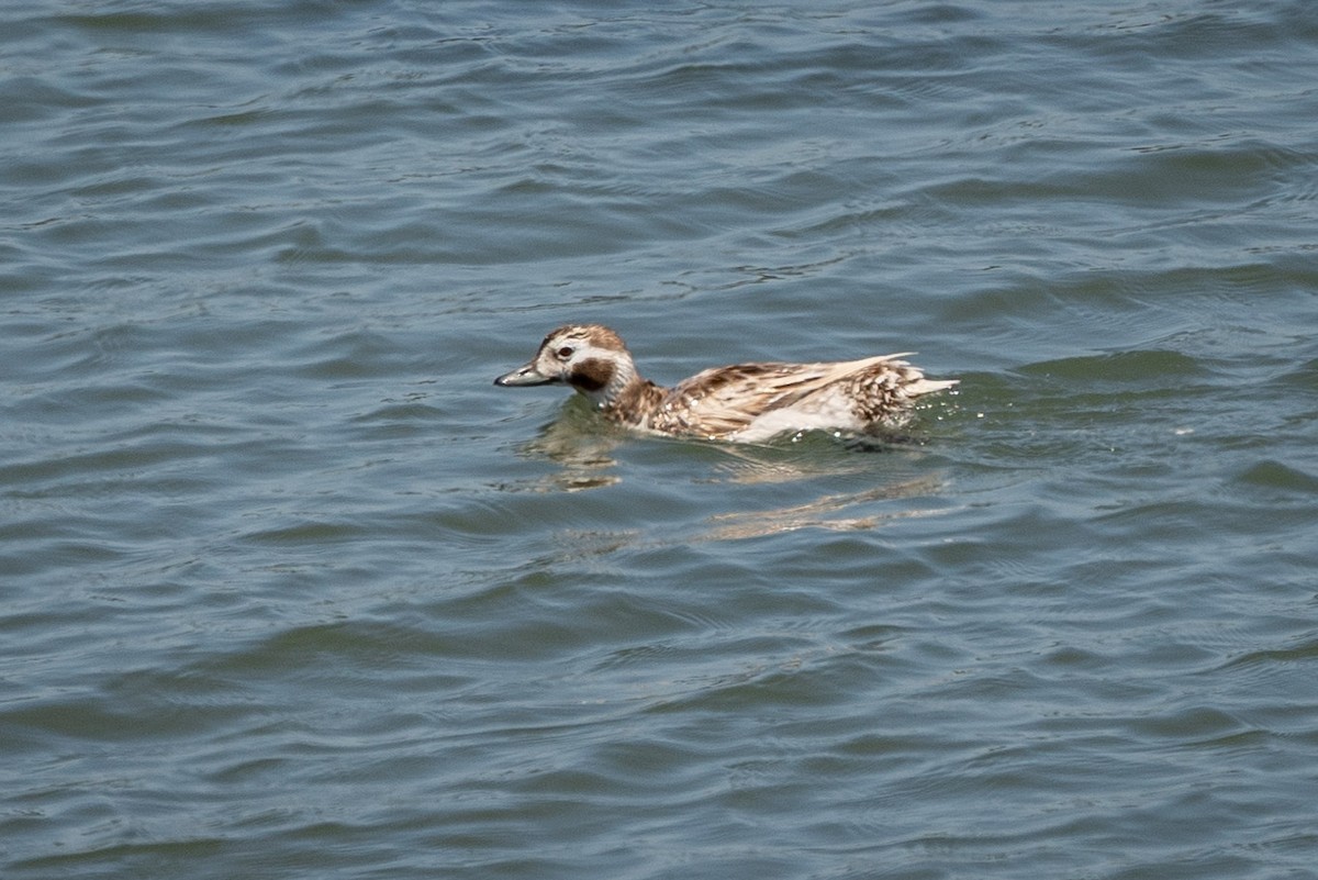 Long-tailed Duck - ML621085290