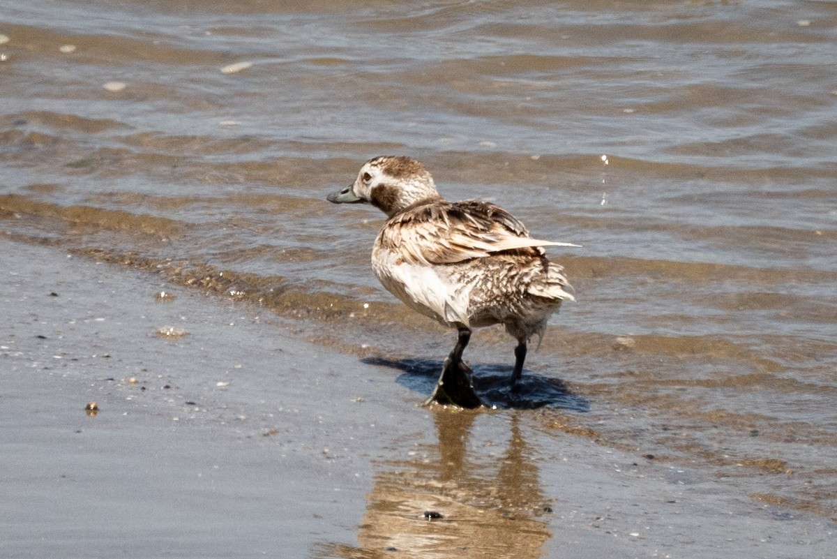 Long-tailed Duck - ML621085291