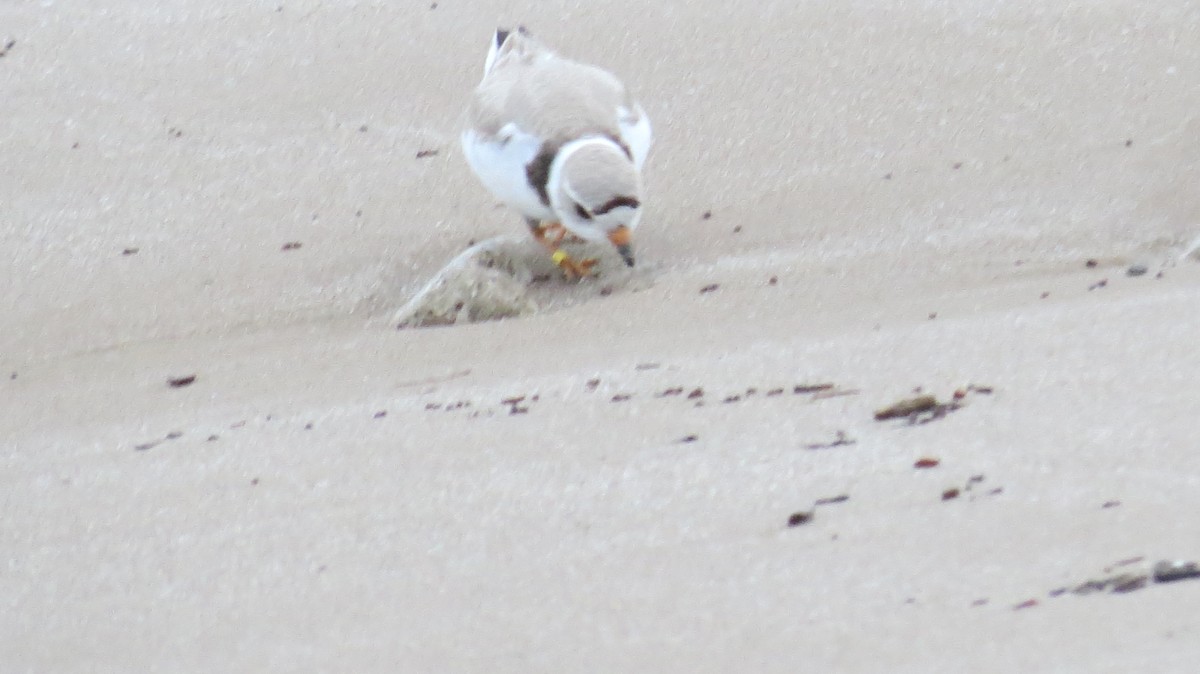 Piping Plover - ML621085338