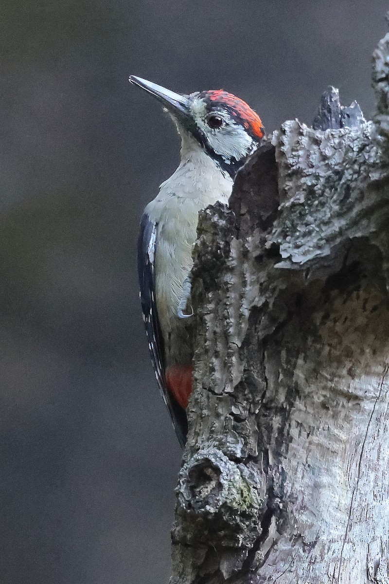 Himalayan Woodpecker - ML621085346