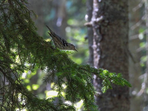 Black-and-white Warbler - ML621085384
