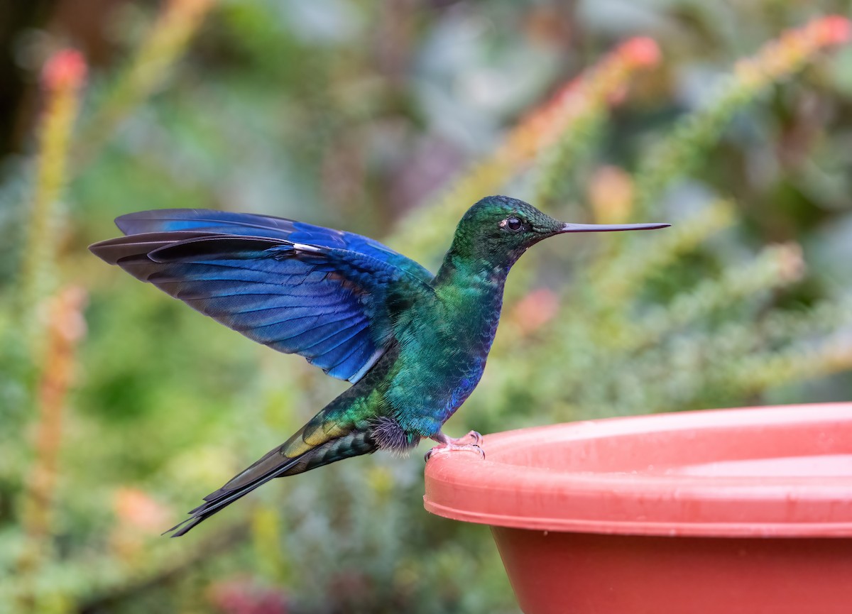 kolibřík modrokřídlý - ML621085398