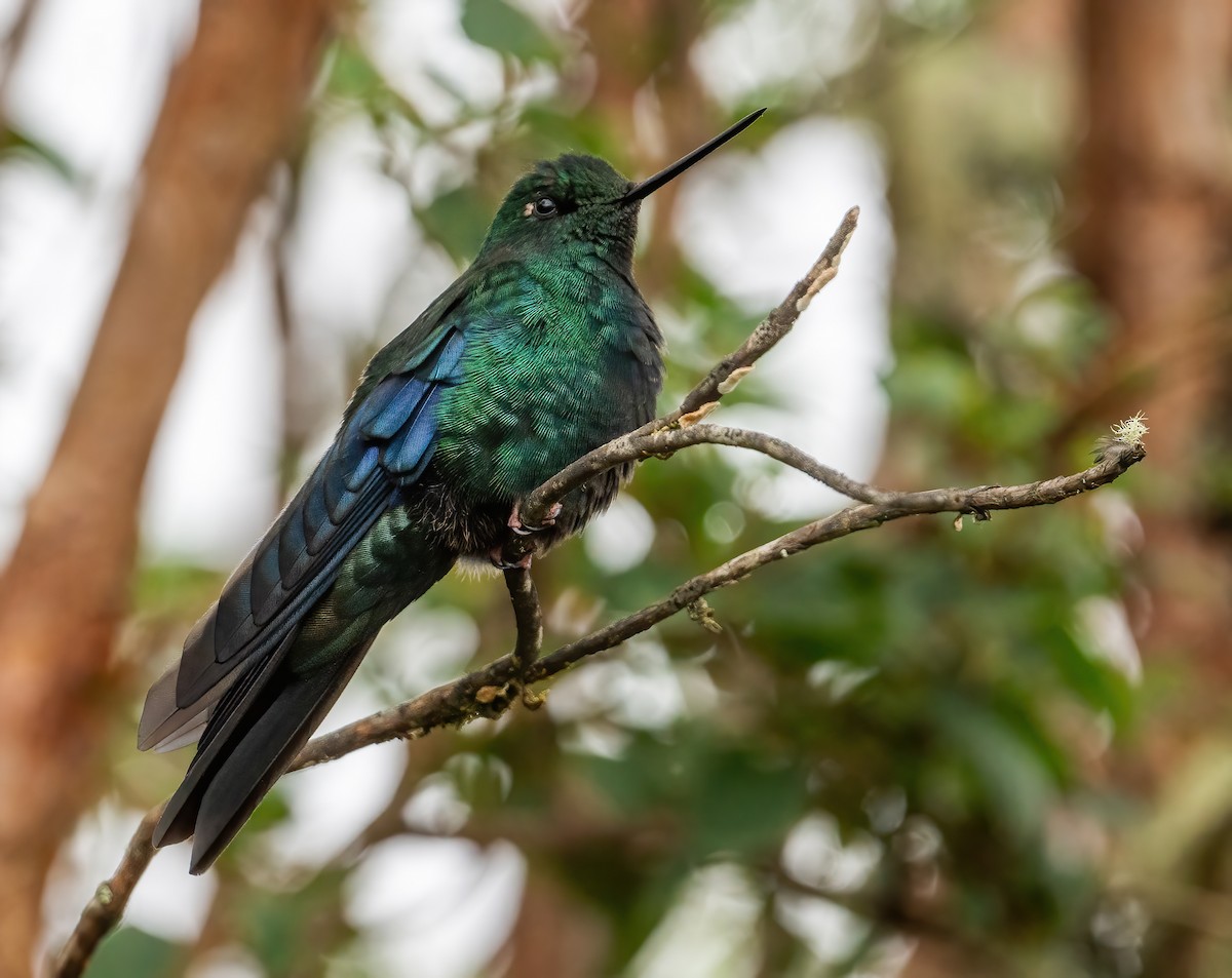 kolibřík modrokřídlý - ML621085402