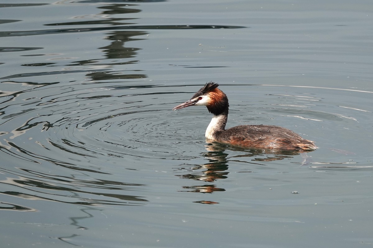 Great Crested Grebe - ML621085406