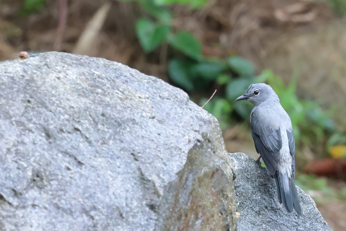 Black-winged Cuckooshrike - ML621085446