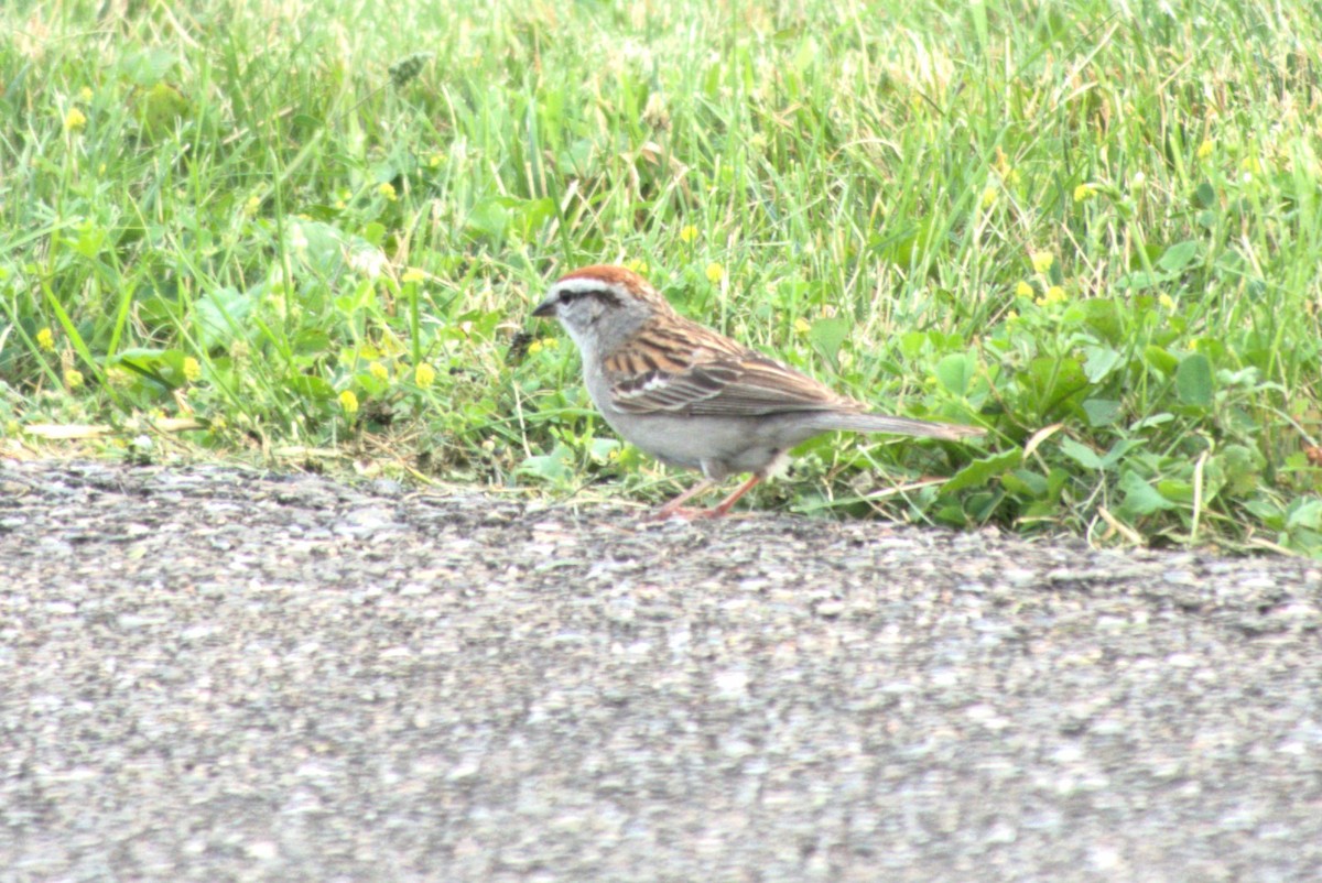 Chipping Sparrow - ML621085507