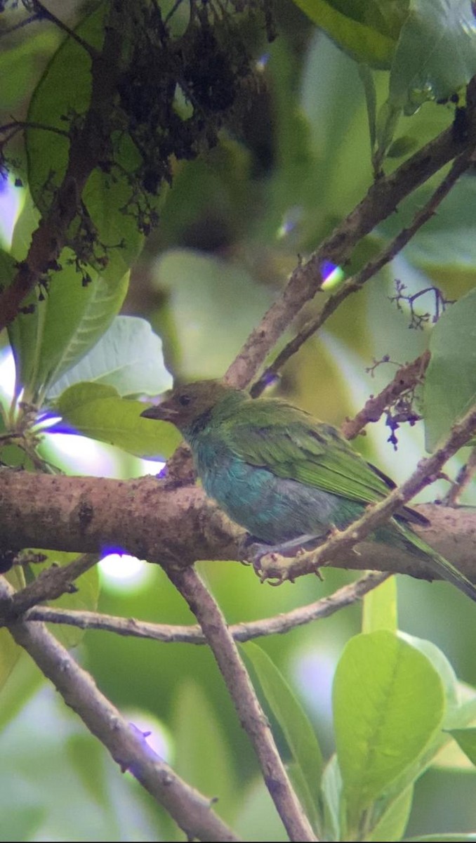 Bay-headed Tanager - ML621085541