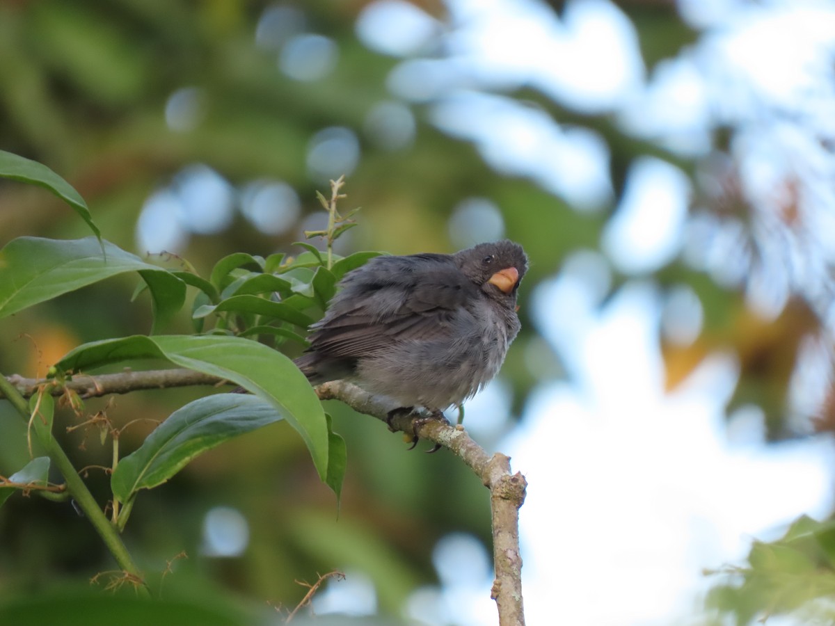 Gray Seedeater - ML621085550