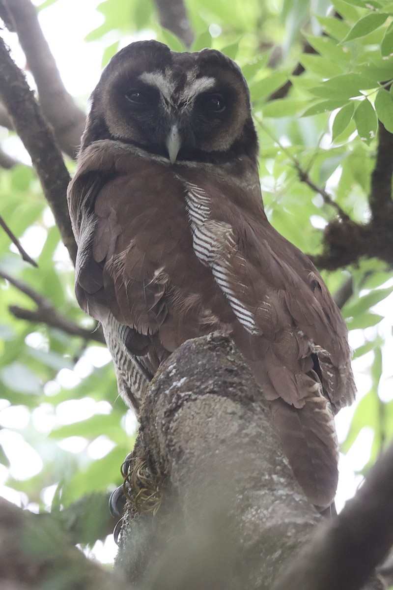 Brown Wood-Owl - ML621085558