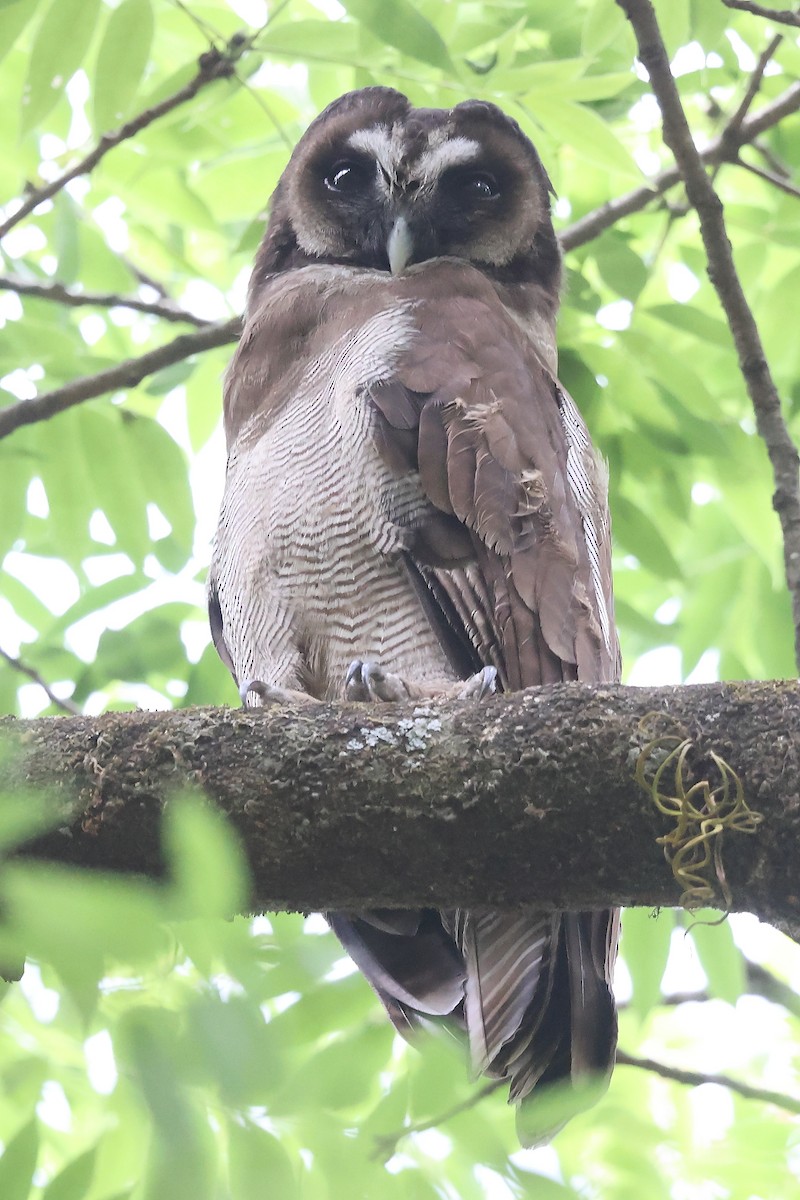 Brown Wood-Owl - ML621085559